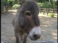 Equus asinus domesticus - Asino domestico