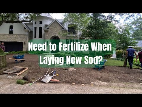 how to fertilize new sod