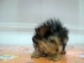 videos de Yorky Macho STA REF:218