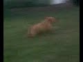 Toller Fun! Gunner 2 months old Toller Fun! Gunner 2 months old