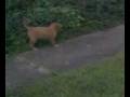 Toller Fun! Gunner 2 months old