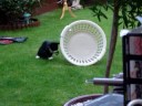 my circus act kitten