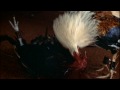 - MovieZen Video
