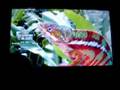 SchmEdia SchEnter XMB theme for PSP 3.90m33 3.80m33 3.71m33