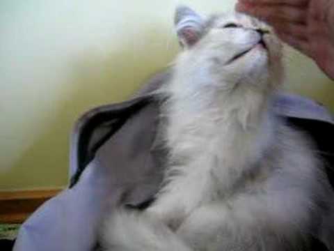 meleyen kedi