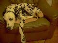My dog, Moki