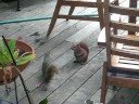 Squirel surprise