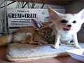 Fennec fox of full stomach and hungry