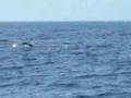 Whale Watching in Kona Hawaii