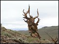 1 Minute Vacation - Bristlecone Pines 1 Minute Vacation - Bristlecone Pines