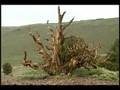 1 Minute Vacation - Bristlecone Pines