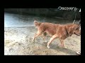 Time Warp - Dog Shake