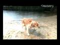 Time Warp - Dog Shake