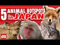 5 Must See Japanese Animal Hotspots
