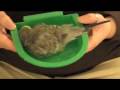 Budgie Bathing