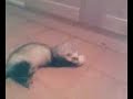 Furet fou