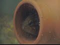 my Crenicichla sp. have spawned ! http://cmcas.com.br