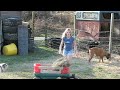 Jack And Jazzmine Getting Fed while Spike barks at the wagon