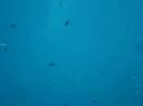 Submarinisme Submarinisme