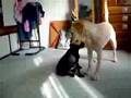 Labrador Retriever video