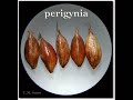Carex davisii habit and perigynium dissection