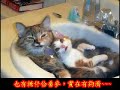 Cats singing "Jingle bells" in Taiwanese