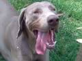 2009-01-06 | Weimaraner ( Nico ) ~> WEIMARANER ... (00:47)