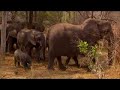 Elephant calf discovers his trunk