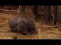 Elephant calf discovers his trunk