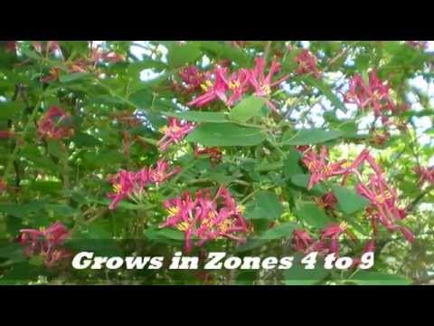 how to replant honeysuckle vines