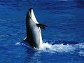 Would you like to see Orca Whales, the Olympic Peninsula and the San Juan Islands? Welcome to the world of P.S. Express sightseeing tours!Orca Spy Hopping Since 1981, our passenger boats have provided thousands of travelers with fun-packed and fascinating boat tours on the waters around Port Townsend, Washington.Imagine heading out across the water, on a crystal clear morning, the Olympic mountain range to your left and the Cascade mountain range to your right, the San Juan Islands straight ahead. The water is calm Two boys in Red Head life jackets and the coffee is hot, before you know it there are killer whales sighted on the port bow! This is a summer day with P.S. Express.We offer all day sightseeing excursions to the San Juan Islands with whale watching and a stop along the way included or half day whale watching and wildlife tours from Port Townsend. No matter which tour you pick, you will find our vessels are fast clean and comfortable and our crew ready and willing to show you a wonderful day out on the water.If you're with a group looking for a fun-packed tour out on the water, P.S. Express offers many great opportunities. Check out the group tour page for ideas on how your group can enjoy the water side of Port Townsend or Friday Harbor.Remember, P.S. Express began wildlife tours long before there was a wildlife watching movement and with that experience comes a knowledge that puts us on the right spot, at the right time, every time.