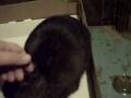 pipkin2