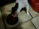 café da manhã dos felinos!