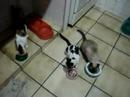café da manhã dos felinos!