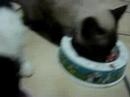 café da manhã dos felinos!