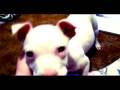 Lyric.avi