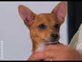 Puppy Training Video - Sensitivity (Episode 11) Puppy Training Video - Sensitivity (Episode 11)