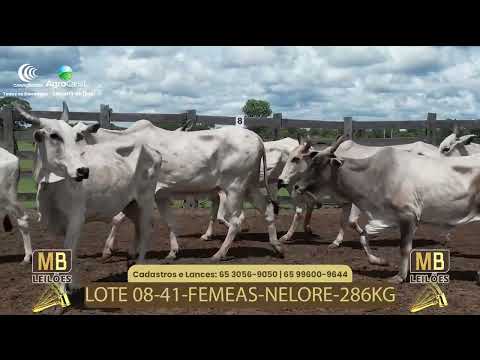 526� LEIL�O VIRTUAL MB LEIL�ES