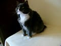 Giselle ADOPTED! Giselle ADOPTED!