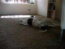 Sawney Beane The Pit Bull