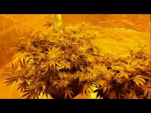 how to grow weed with uv light