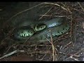 Grass snake Grass snake