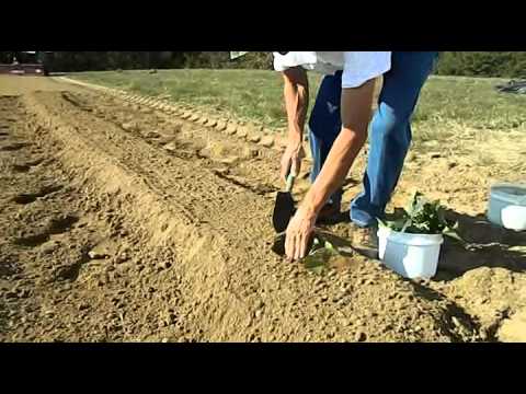 how to plant sweet potato