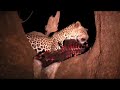 This was taken on the Mashatu game reserve, Limpopo Valley, Tuli Block, Botswana in June 07