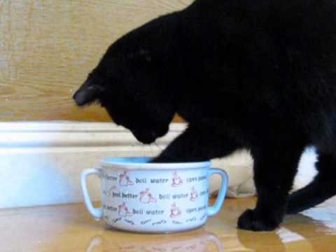 Cat Has a Drinking Problem