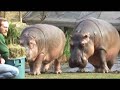 hungry hungry hippos