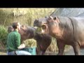 Hungry hungry hippos
