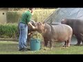 hungry hungry hippos