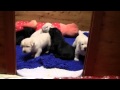 Labradors von Haselberg - E-Wurf 2010 - Erste Schritte