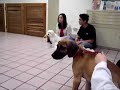 Sirius Puppy Training Honolulu